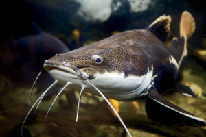 Closeup photo of the head, mouth and feelers of a tropical redtail catfish, Phractocephalus hemioliopterus, swimming in an aquarium.