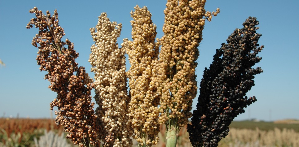 sorghum-grain-nutrition-facts-i11