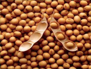 soy
