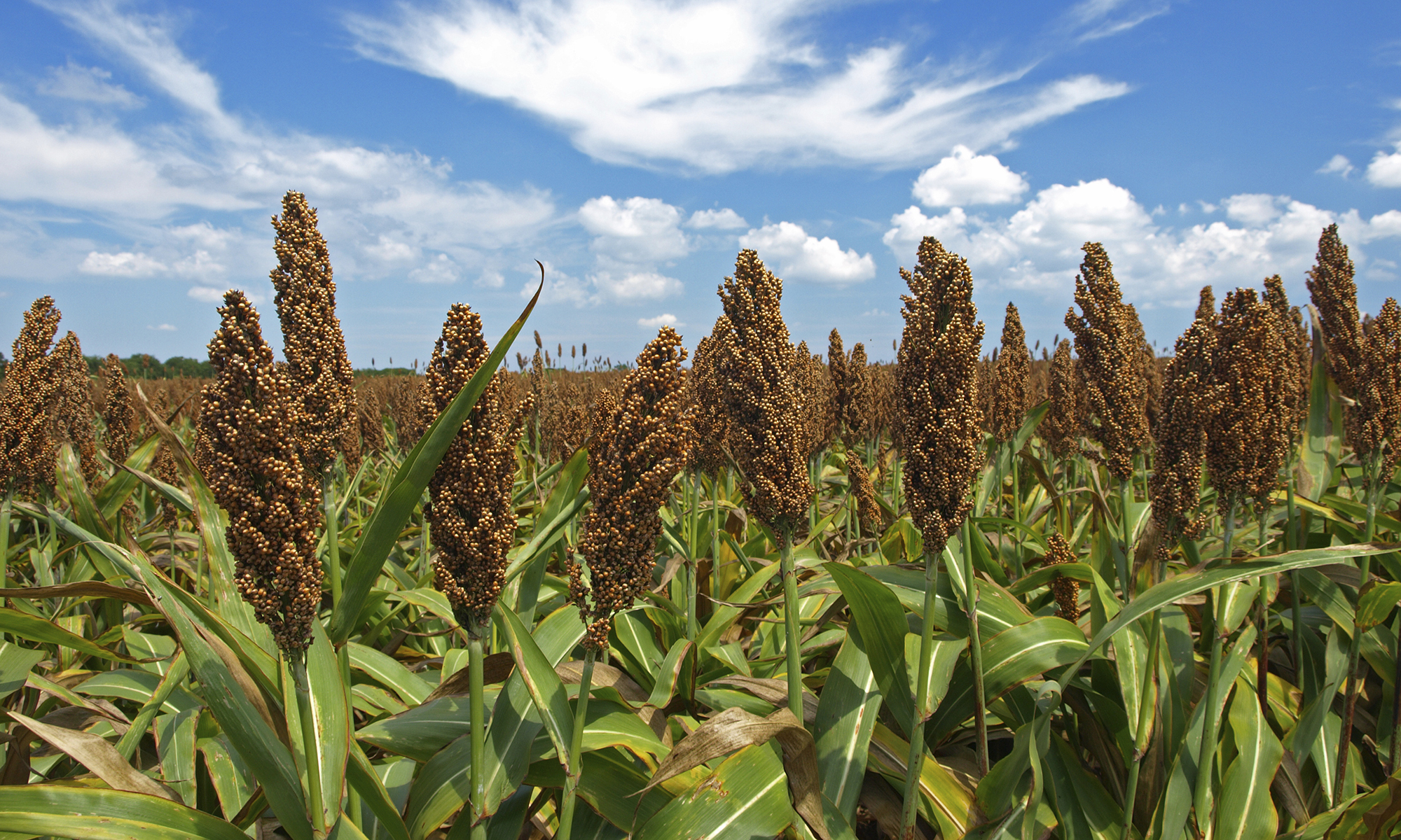 Sorghum