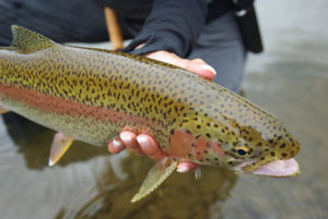 trout-11